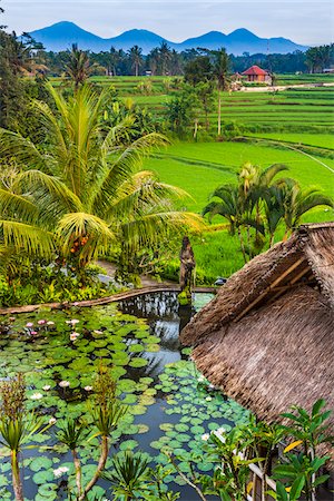 simsearch:700-00795780,k - Thatched rooftop of hotel with lily pond and satue next to a rice field in Ubud District in Gianyar, Bali, Indonesia Foto de stock - Con derechos protegidos, Código: 700-09134702