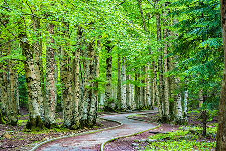 simsearch:600-03445381,k - Pathway through forest in Ordesa y Monte Perdido National Park in the Pyrenees in Huesca, Aragon, Spain Stock Photo - Rights-Managed, Code: 700-09226507