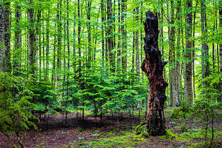 stump with new growth - Old, dead tree trunk in the middle of new growth deciduous trees in Ordesa y Monte Perdido National Park in the Pyrenees in Huesca, Aragon, Spain Stock Photo - Rights-Managed, Code: 700-09226515