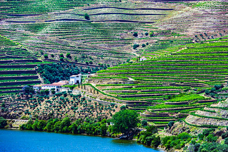 simsearch:700-00050296,k - Farm along the Douro River with the terraced vineyards in the Douro River Valley, Norte, Portugal Stock Photo - Rights-Managed, Code: 700-09226665