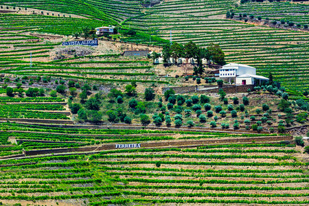 simsearch:700-00050296,k - Farm with terraced vineyards in the Douro River Valley, Norte, Portugal Stock Photo - Rights-Managed, Code: 700-09226667