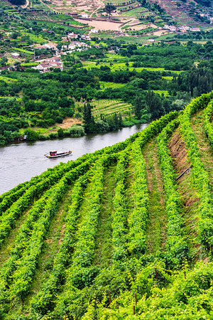 simsearch:700-00050296,k - Rows of vines on the hills along the Douro River in the Douro River Valley, Norte, Portugal Stock Photo - Rights-Managed, Code: 700-09226663