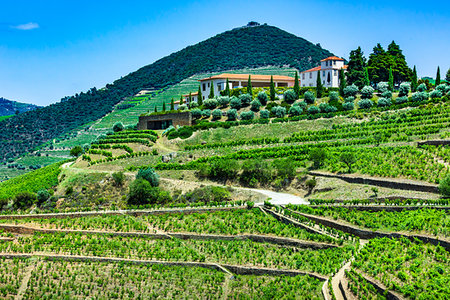 simsearch:700-00050296,k - Farm with terraced vineyards in the Douro River Valley, Norte, Portugal Stock Photo - Rights-Managed, Code: 700-09226675