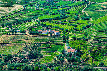 simsearch:700-01954895,k - Overview of farms with terraced vineyards in the Douro River Valley, Norte, Portugal Stock Photo - Rights-Managed, Code: 700-09226676