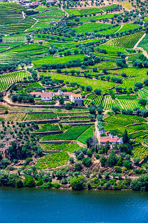 simsearch:700-01954895,k - Farms along the river with terraced vineyards in the Douro River Valley, Norte, Portugal Stock Photo - Rights-Managed, Code: 700-09226677