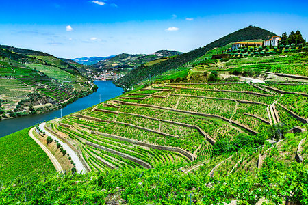 simsearch:700-00050296,k - Overview of the terraced vineyards in the Douro River Valley, Norte, Portugal Stock Photo - Rights-Managed, Code: 700-09226673