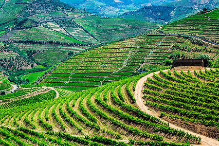 simsearch:700-00050296,k - Road through the terraced vineyards in the Douro River Valley, Norte, Portugal Stock Photo - Rights-Managed, Code: 700-09226686