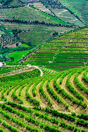 simsearch:6118-07440901,k - Terraced vineyards in the Douro River Valley, Norte, Portugal Stock Photo - Rights-Managed, Code: 700-09226687