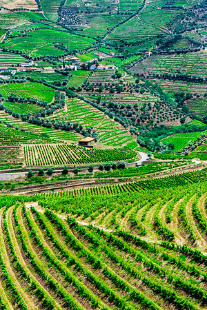 simsearch:700-00050296,k - Terraced vineyards in the Douro River Valley, Norte, Portugal Stock Photo - Rights-Managed, Code: 700-09226688