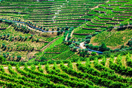 simsearch:700-00050296,k - Terraced vineyards in the Douro River Valley, Norte, Portugal Stock Photo - Rights-Managed, Code: 700-09226689