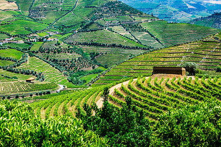 simsearch:700-00050296,k - Overview of the terraced vineyards in the Douro River Valley, Norte, Portugal Stock Photo - Rights-Managed, Code: 700-09226680