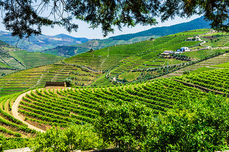 Overview of the terraced vineyards in the Douro River Valley, Norte, Portugal Stock Photo - Rights-Managed, Code: 700-09226681