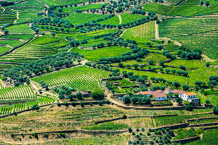 simsearch:700-01954895,k - Overview of a farm and the terraced vineyards in the Douro River Valley, Norte, Portugal Stock Photo - Rights-Managed, Code: 700-09226694