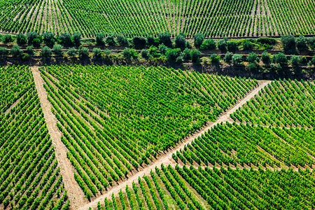 simsearch:700-00050296,k - Rows of vines in the terraced vineyards of the Douro River Valley, Norte, Portugal Stock Photo - Rights-Managed, Code: 700-09226696