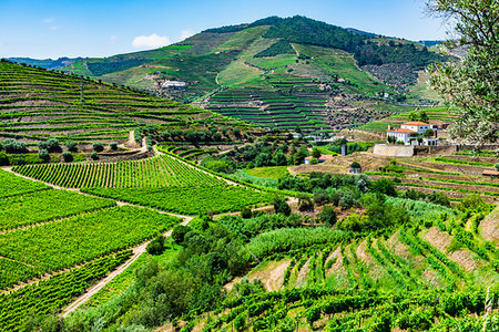 simsearch:841-07540502,k - Scenic overview of the terraced vineyards in the Douro River Valley, Norte, Portugal Stock Photo - Rights-Managed, Code: 700-09226697