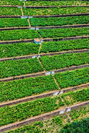 Rows of vines on the terraced vineyards in the Douro River Valley, Norte, Portugal Stock Photo - Rights-Managed, Code: 700-09226698