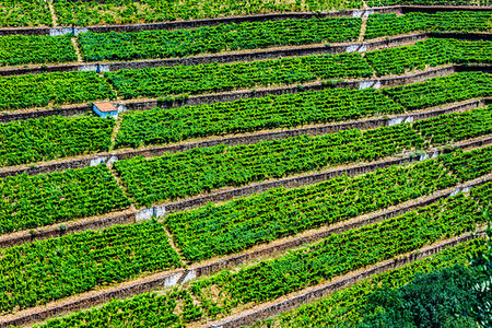 Rows of vines on the terraced vineyards in the Douro River Valley, Norte, Portugal Stock Photo - Rights-Managed, Code: 700-09226699