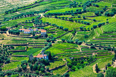 simsearch:700-01954895,k - Overview of farms with terraced vineyards in the Douro River Valley, Norte, Portugal Stock Photo - Rights-Managed, Code: 700-09226690