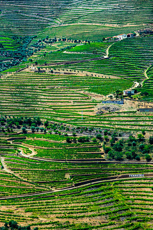 simsearch:700-00050296,k - Overview of the terraced vineyards in the Douro River Valley, Norte, Portugal Stock Photo - Rights-Managed, Code: 700-09226691