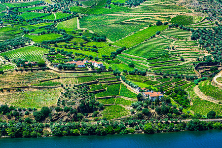 simsearch:700-01954895,k - Terraced vineyards and farms along the Douro River Valley, Norte, Portugal Stock Photo - Rights-Managed, Code: 700-09226692