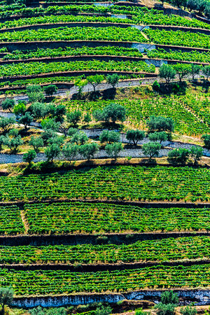 simsearch:700-00050296,k - Overview of the terraced vineyards in the Douro River Valley, Norte, Portugal Stock Photo - Rights-Managed, Code: 700-09226705