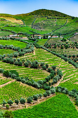 simsearch:6118-07440901,k - Terraced vineyards and farm on the hills in the Douro River Valley, Norte, Portugal Stock Photo - Rights-Managed, Code: 700-09226708