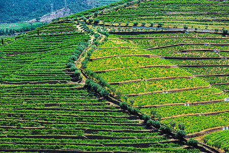 simsearch:862-03712243,k - Rows of vines in the terraced vineyards in the Douro River Valley, Norte, Portugal Stock Photo - Rights-Managed, Code: 700-09226709