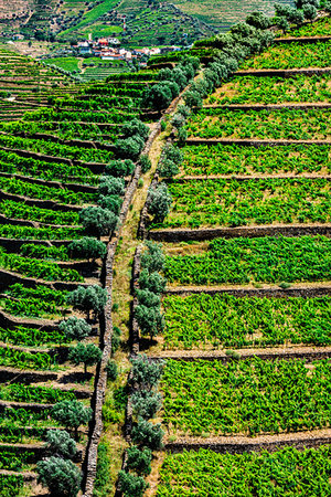 Rows of vines on the terraced vineyards in the Douro River Valley, Norte, Portugal Stock Photo - Rights-Managed, Code: 700-09226700