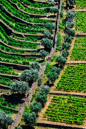 simsearch:700-00050296,k - Rows of vines on the terraced vineyards in the Douro River Valley, Norte, Portugal Stock Photo - Rights-Managed, Code: 700-09226701