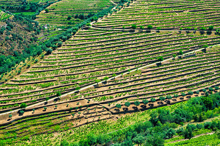 simsearch:700-00050296,k - Terraced vineyards in the Douro River Valley, Norte, Portugal Stock Photo - Rights-Managed, Code: 700-09226718