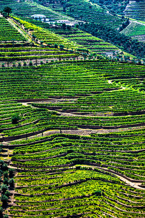 simsearch:700-00050296,k - Overlooking rows of vines in the terraced vineyards in the Douro River Valley, Norte, Portugal Stock Photo - Rights-Managed, Code: 700-09226719