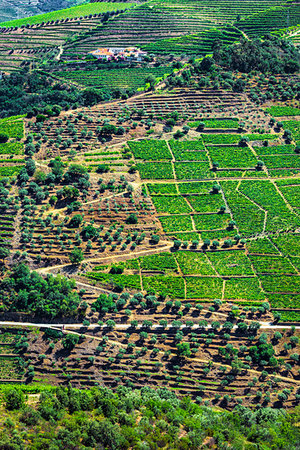 simsearch:700-01954895,k - Overview of farmland and the terraced vineyards in the Douro River Valley, Norte, Portugal Stock Photo - Rights-Managed, Code: 700-09226724