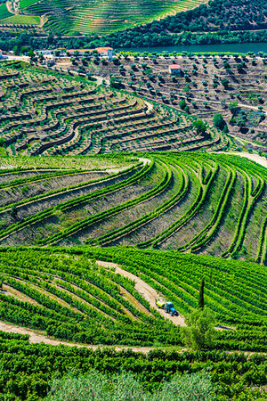 simsearch:700-01954895,k - Overview of a farm and the terraced vineyards in the Douro River Valley, Norte, Portugal Stock Photo - Rights-Managed, Code: 700-09226736