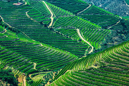 simsearch:700-00050296,k - Overview of the hills with the terraced vineyards in the Douro River Valley, Norte, Portugal Stock Photo - Rights-Managed, Code: 700-09226747