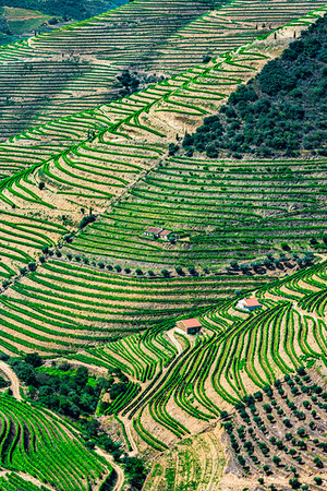 simsearch:700-00050296,k - Steep hills with terraced vineyards in the Douro River Valley, Norte, Portugal Stock Photo - Rights-Managed, Code: 700-09226740