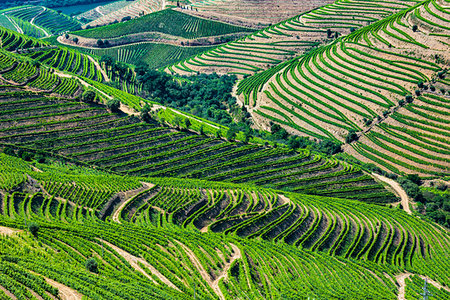 simsearch:700-00050296,k - Overview of the hills with the terraced vineyards in the Douro River Valley, Norte, Portugal Stock Photo - Rights-Managed, Code: 700-09226741
