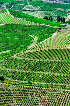 simsearch:700-00050296,k - Overlooking vineyards at Vila Nova de Foz Coa, Norte, Portugal Stock Photo - Rights-Managed, Code: 700-09226758
