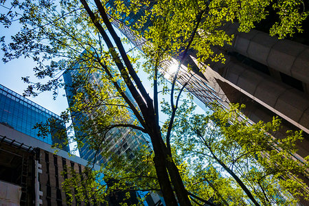 simsearch:700-07744961,k - Looking up through tree branches highrise buildings in New York City, New York, USA Photographie de stock - Rights-Managed, Code: 700-09226824
