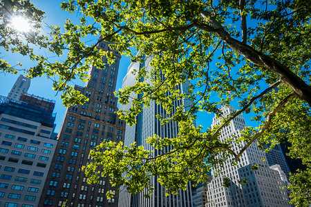 simsearch:700-07744961,k - Looking up through tree branches in Central Park at highrise buildings in New York City, New York, USA Photographie de stock - Rights-Managed, Code: 700-09226823