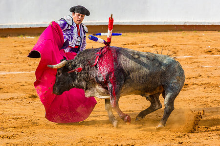 fancy (highly decorated) - Bullfighter holding cape in front of wounded bull in bullring at bullfight in San Miguel de Allende, Mexico Stock Photo - Rights-Managed, Code: 700-09226972