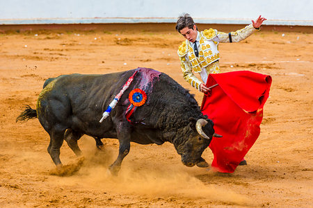 fancy (highly decorated) - Bullfighter waving cape in front of wounded bull in bullring at bullfight in San Miguel de Allende, Mexico Foto de stock - Con derechos protegidos, Código: 700-09226983