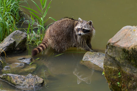 raccoon - Raccoon (procyon lotor) walking along stones in water, Germany Stock Photo - Rights-Managed, Code: 700-09245584