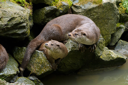 simsearch:700-02686033,k - Mother and young river otter (lutra lutra) sitting on rocks next to river looking to the side, Germany Stock Photo - Rights-Managed, Code: 700-09245593