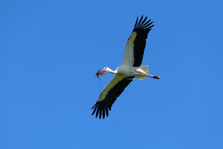 simsearch:700-03368499,k - White stork (Ciconia ciconia) flying in blue sky and holding twigs in mouth, Germany Stock Photo - Rights-Managed, Code: 700-09245637