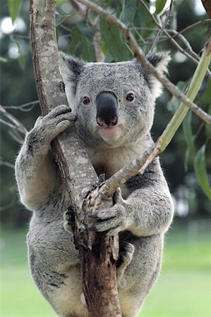 simsearch:700-00090919,k - Koala Bear Australia Stock Photo - Rights-Managed, Code: 700-00004771