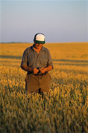 Wheat Field Oakburn, Manitoba, Canada Stock Photo - Rights-Managed, Code: 700-00006861
