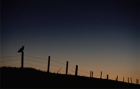 silo alberta - Silhouette of Great Horned Owl on Fence at Dawn Alberta, Canada Stock Photo - Rights-Managed, Code: 700-00008508