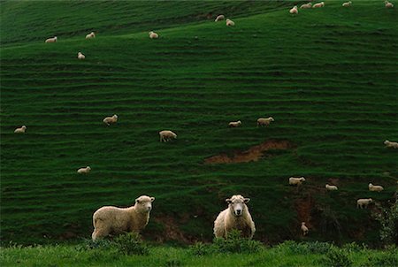 Sheep near Pio Pio North Island, New Zealand Stock Photo - Rights-Managed, Code: 700-00008554