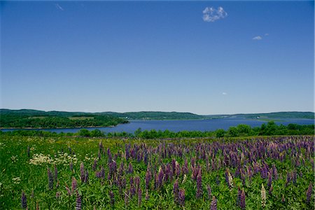 simsearch:700-00182848,k - Lupins in Spring Shampers Bluff New Brunswick, Canada Stock Photo - Rights-Managed, Code: 700-00008624