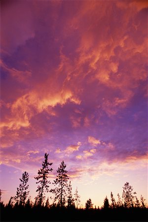 simsearch:700-00016300,k - Silhouette of Trees with Altocumulus Clouds Alberta, Canada Stock Photo - Rights-Managed, Code: 700-00001719